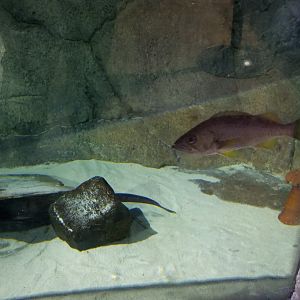 SeaQuest Woodbridge - Wolf eel tank