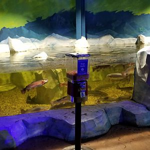 SeaQuest Woodbridge - Trout and sturgeon tank