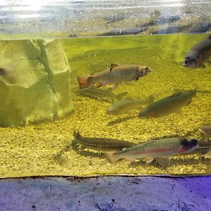 SeaQuest Woodbridge - Trout and sturgeon tank