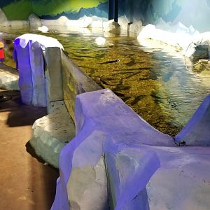 SeaQuest Woodbridge - Trout and sturgeon tank