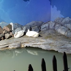 SeaQuest Woodbridge - Pekin ducks