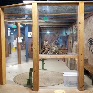 SeaQuest Woodbridge - Fourth room, Bengal cats (domestic)