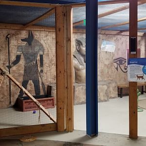 SeaQuest Woodbridge - Bengal cats (domestic)