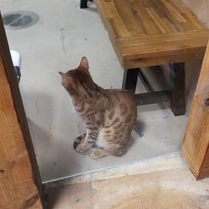 SeaQuest Woodbridge - Bengal cats (domestic)