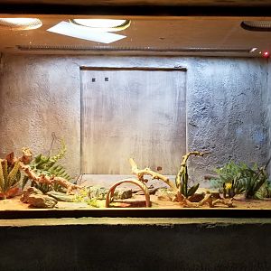 SeaQuest Woodbridge - Uromastyx