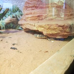 SeaQuest Woodbridge - Uromastyx