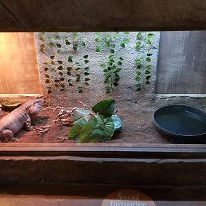 SeaQuest Woodbridge - Red tegu