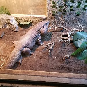 SeaQuest Woodbridge - Red tegu