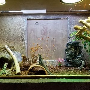 SeaQuest Woodbridge - Frilled dragon