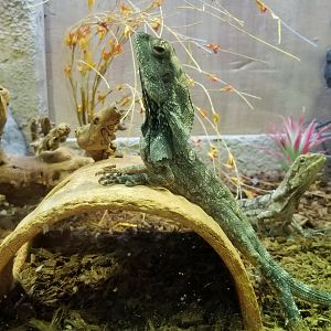 SeaQuest Woodbridge - Frilled dragon