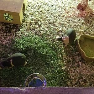 SeaQuest Woodbridge - Hairless guinea pigs