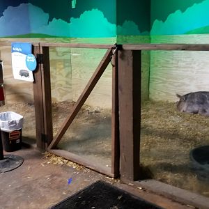 SeaQuest Woodbridge - Fifth room, pigs