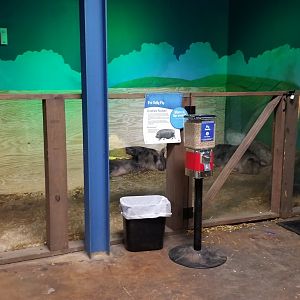 SeaQuest Woodbridge - Pigs