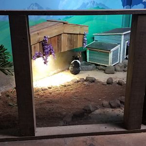 SeaQuest Woodbridge - Rabbits