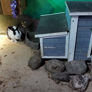 SeaQuest Woodbridge - Rabbits