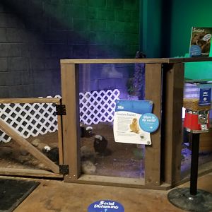 SeaQuest Woodbridge - Chickens