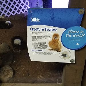 SeaQuest Woodbridge - Chickens