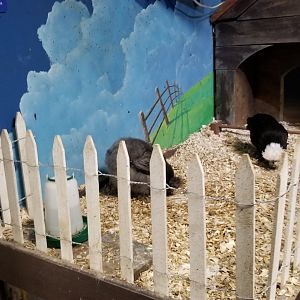 SeaQuest Woodbridge - Chickens