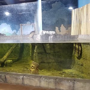 SeaQuest Woodbridge - Otters