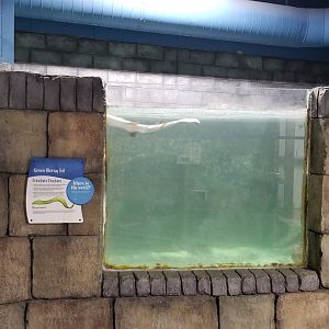 SeaQuest Woodbridge - Green moray, shark tank