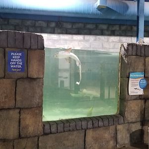SeaQuest Woodbridge - Green moray, shark tank