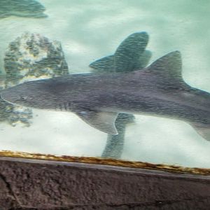 SeaQuest Woodbridge - Grey smoothound shark