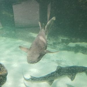 SeaQuest Woodbridge - Nurse shark, grey smoothound shark, white-spotted bamboo shark