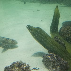 SeaQuest Woodbridge - Green morays, nurse shark, white-spotted bamboo shark
