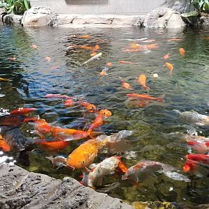 SeaQuest Woodbridge - Carp