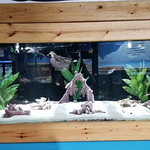 SeaQuest Woodbridge - Goby and pajamafish tank