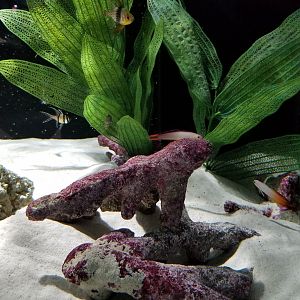 SeaQuest Woodbridge - Goby and pajamafish tank