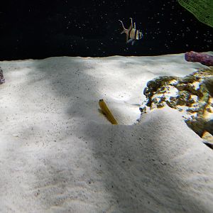 SeaQuest Woodbridge - Goby and pajamafish tank