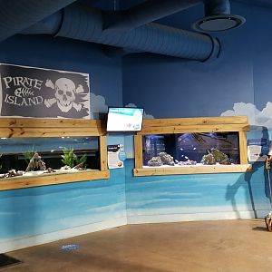 SeaQuest Woodbridge - Goby and pajamafish tank, crustacean tank