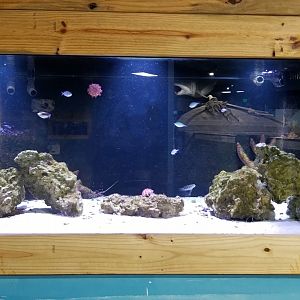 SeaQuest Woodbridge - Crustacean tank