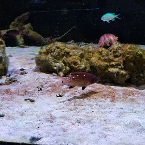 SeaQuest Woodbridge - Crustacean tank