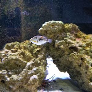 SeaQuest Woodbridge - the tiniest picasso