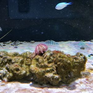 SeaQuest Woodbridge - Crustacean tank