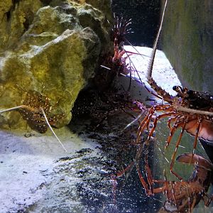 SeaQuest Woodbridge - Crustacean tank