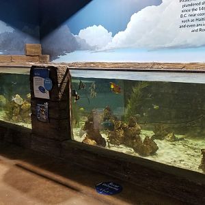 SeaQuest Woodbridge - Tropical tank