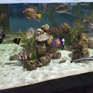 SeaQuest Woodbridge - Tropical tank