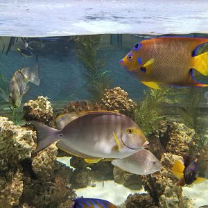 SeaQuest Woodbridge - Tropical tank