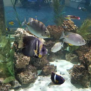 SeaQuest Woodbridge - Tropical tank