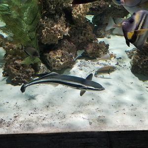 SeaQuest Woodbridge - Remora