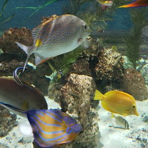 SeaQuest Woodbridge - Tropical tank