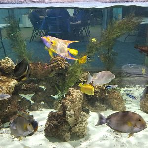 SeaQuest Woodbridge - Tropical tank