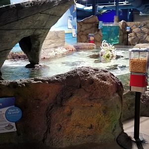 SeaQuest Woodbridge - Small shark tank