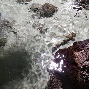 SeaQuest Woodbridge - Small shark tank