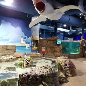 SeaQuest Woodbridge - Small shark tank, main tank on right