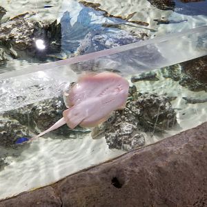 SeaQuest Woodbridge - ray species?