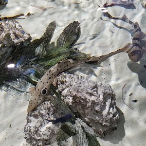 SeaQuest Woodbridge - Epaulette shark, white-spotted bamboo shark